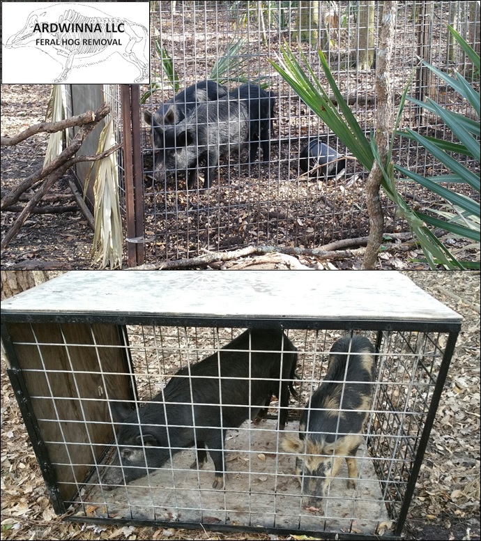 Feral Hog & Swine Removal from Swine In The Pines
