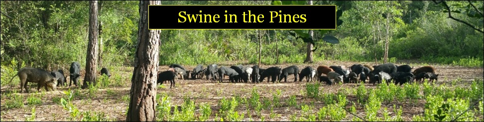 Discounted rates for veterans, first-responders, children, and groups at Swine In The Pines