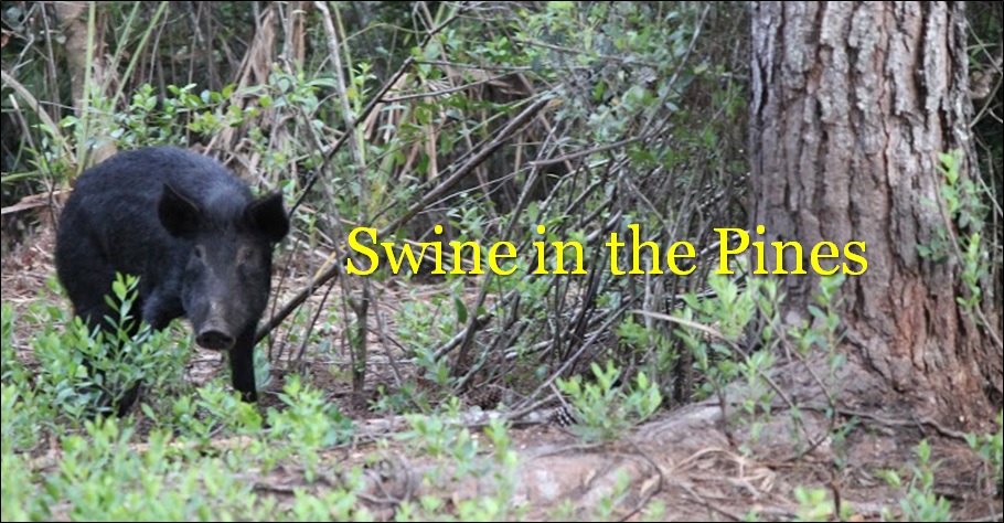Guided Hog Hunts at Swine In The Pines Hog Hunting Camp