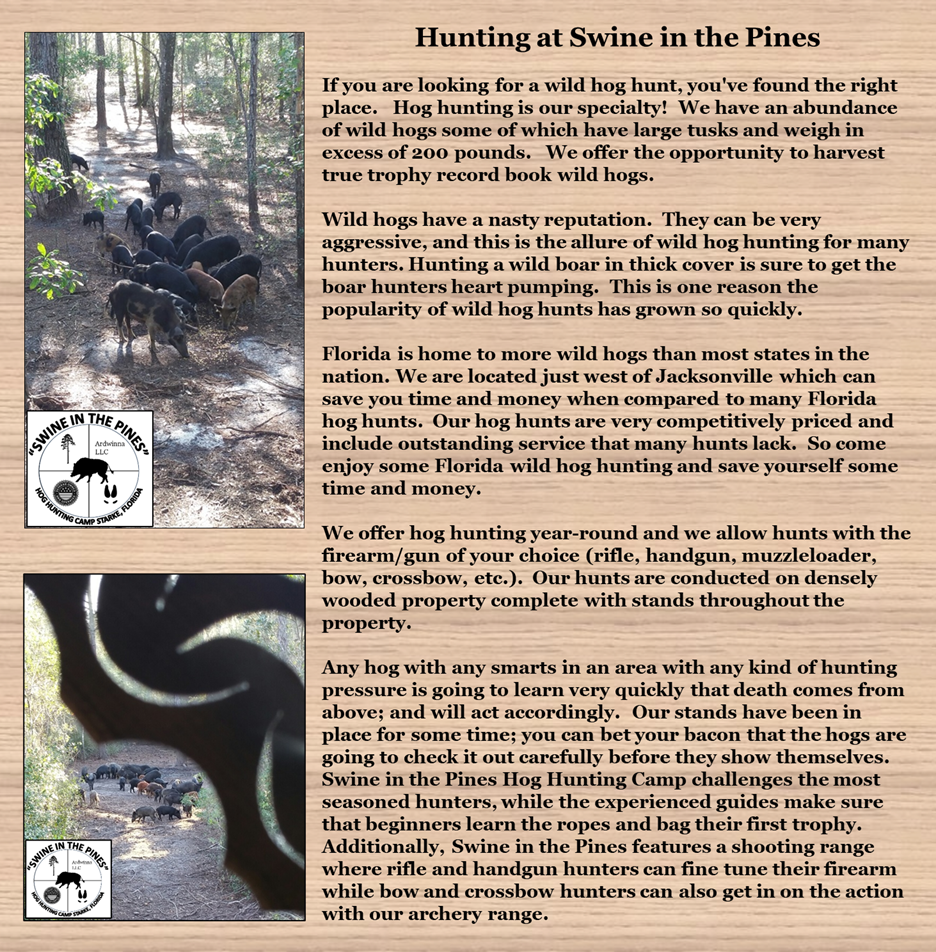 Hunting at Swine In The Pines