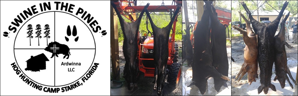 Awesome Bunch of Hogs! Great morning Hunt at Swine in the Pines