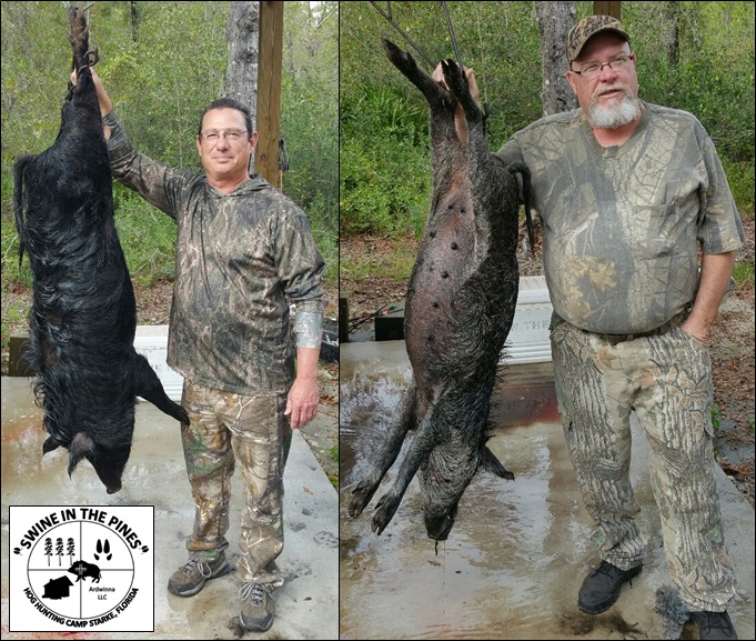 Don and Robert took these nice sows at Swine In The Pines Hog Hunting Camp