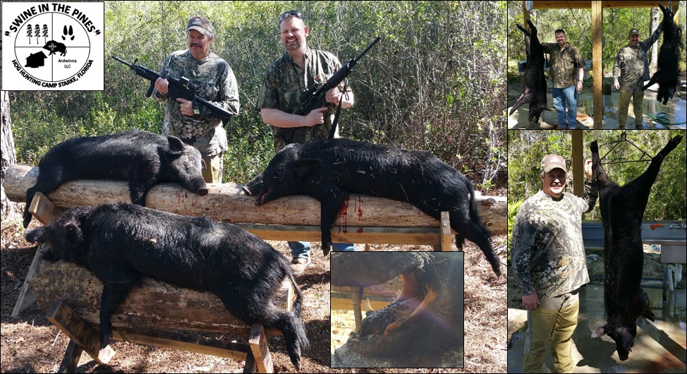 Ed Dykstra and Chuck Cravatta harvested these Wild Hogs at Swine In The Pines in Starke, Florida