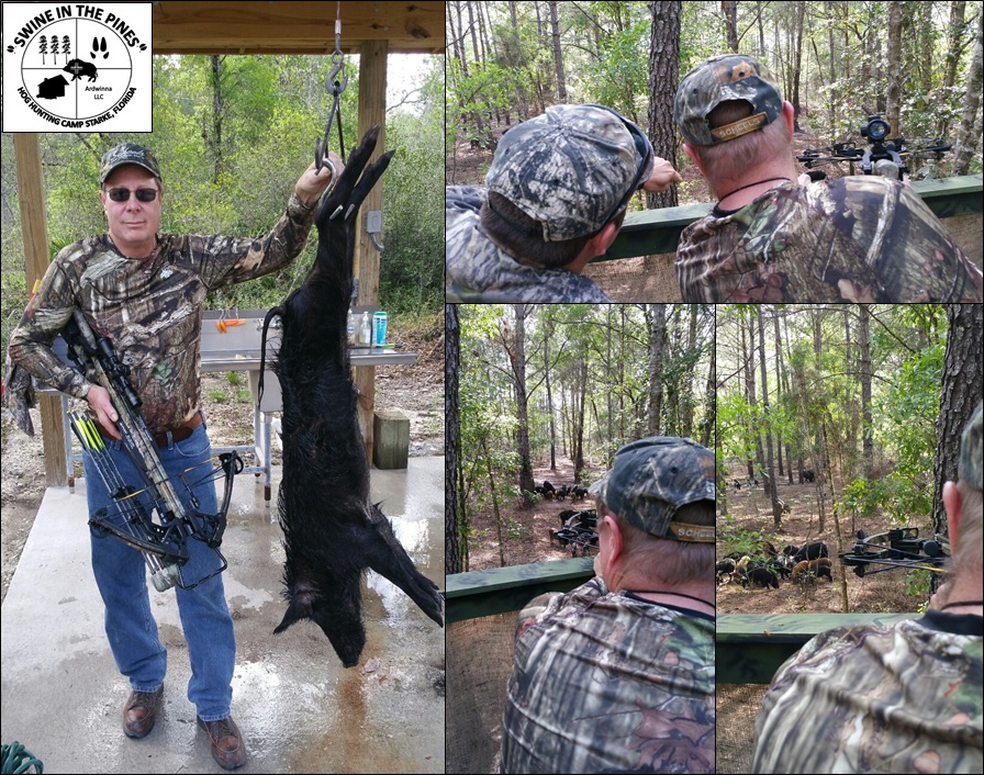 Jerry Rennich took this Wild Boar with a 40 yard shot from his crossbow at Swine In The Pines Wild Hog Hunting Camp