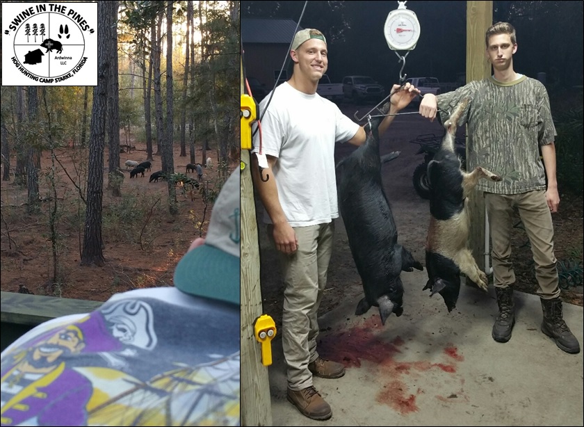 Josiah and Jed took these Wild Hogs at Swine In The Pines Hog Hunting Camp