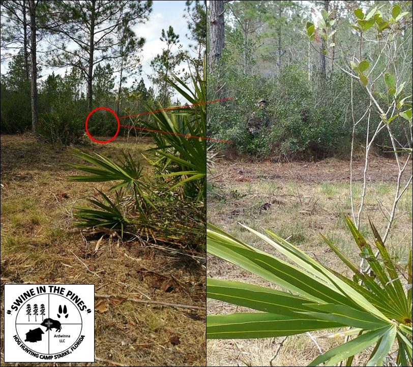 Ken Vandoren tried an afternoon Turkey Hunt at Swine In The Pines in Starke, Florida