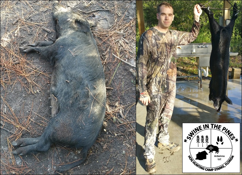 Mason shot a nice meat hog on a Guided Hunt at Swine In The Pines North Florida Hog Hunting Camp
