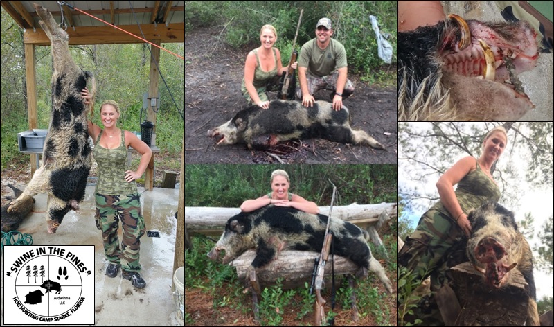 Rebecca with Her 228lb Boar with 2.75in cutters harvested from Swine In The Pines Hog Hunting Camp
