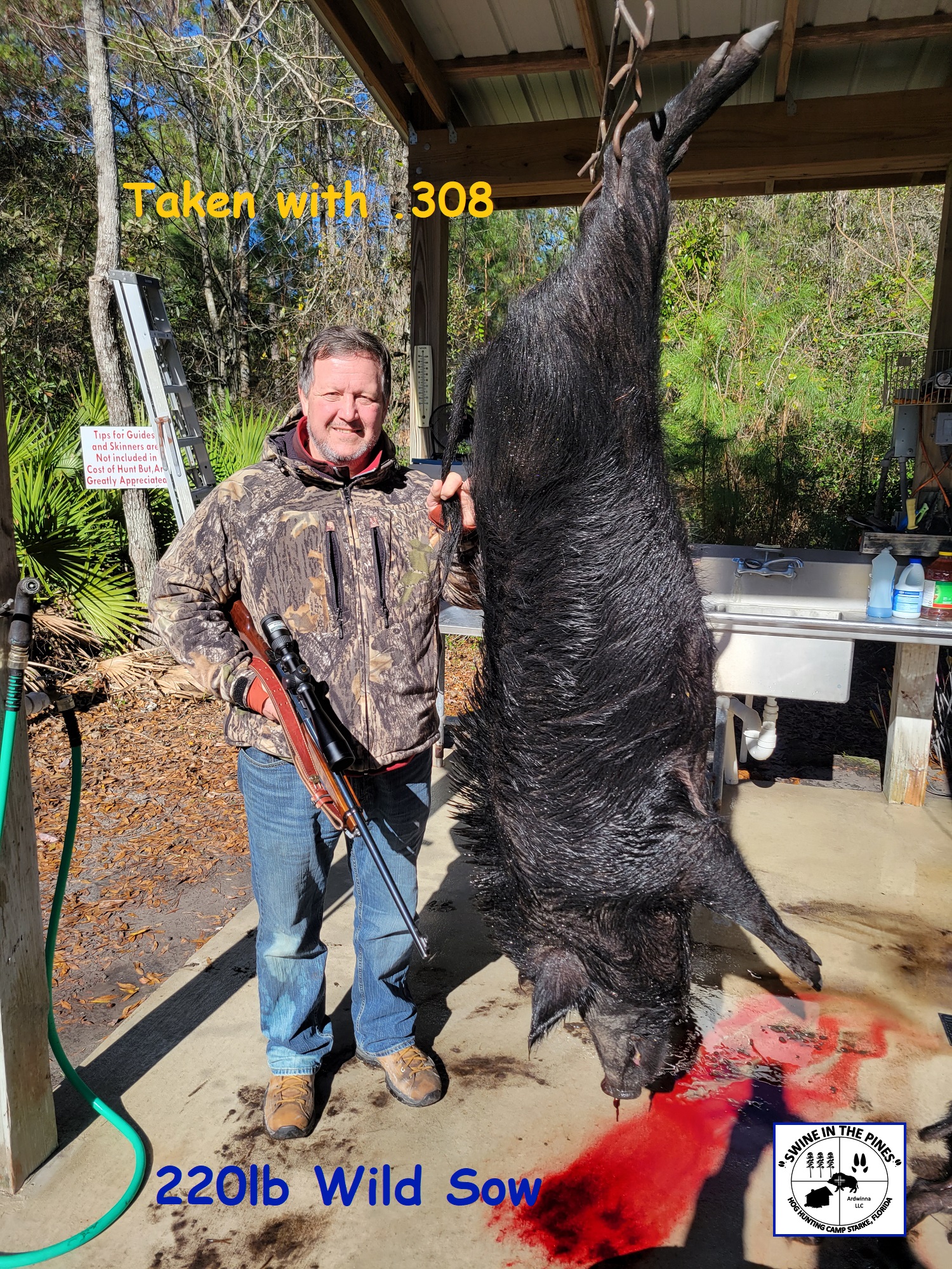 Nice 220lb Wild Sow taken on a Guided Morning Hog Hunt at Swine In The Pines Wild Hog Hunting Camp
